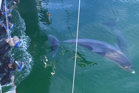 Dolphin Cruise From Adelaide With Optional Dolphin Swim - Events Australia 0