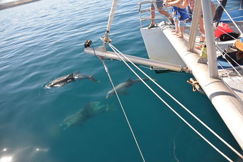 Dolphin Cruise From Adelaide With Optional Dolphin Swim - Events Australia 1