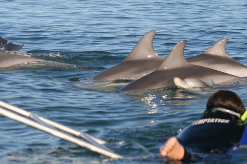 Dolphin Cruise From Adelaide With Optional Dolphin Swim - Events Australia 2