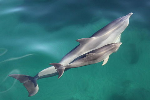 Dolphin Cruise From Adelaide With Optional Dolphin Swim - Events Australia 4