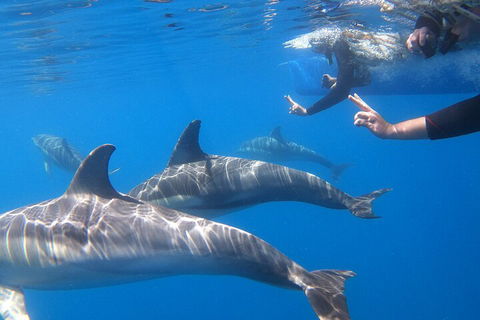 Dolphin Cruise From Adelaide With Optional Dolphin Swim - Events Australia 5