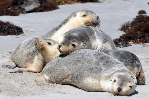 Small-Group Kangaroo Island 4WD Tour From Adelaide - Events Australia 1