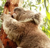 Small-Group Phillip Island Day Trip from Melbourne - Tourism Bookings