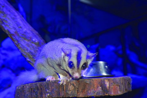 Kuranda Koala Gardens And Birdworld Admission Tickets - Events Australia 1