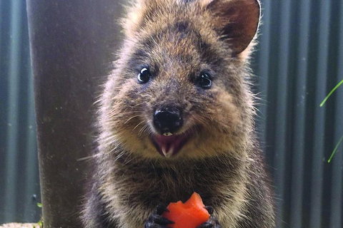 Kuranda Koala Gardens And Birdworld Admission Tickets - Events Australia 2