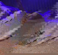 Kuranda Wildlife Experience Three Attraction Pass - Events Australia