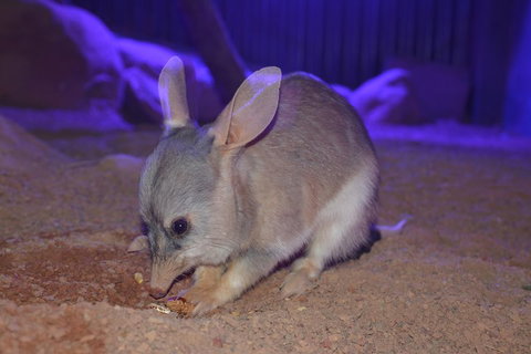 Kuranda Wildlife Experience Three Attraction Pass - Events Australia 0