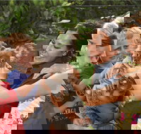 Kuranda Koala Gardens General Entry Ticket - Events Australia