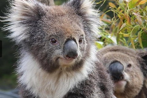 Kuranda Koala Gardens General Entry Ticket - Events Australia 1