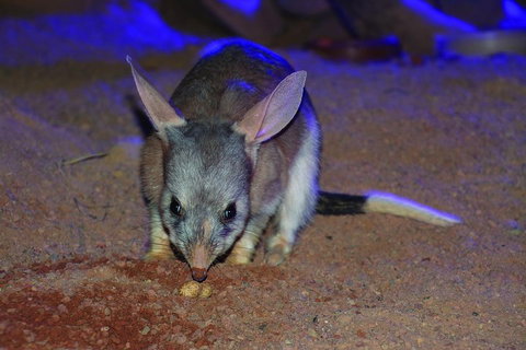 Kuranda Koala Gardens General Entry Ticket - Events Australia 3