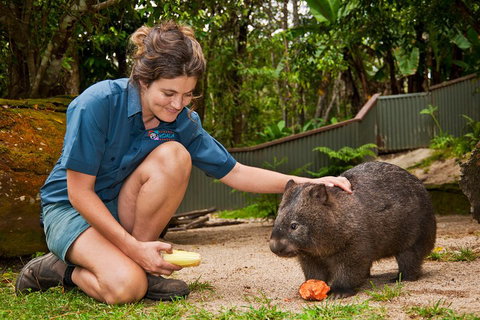 Kuranda Koala Gardens General Entry Ticket - Events Australia 4