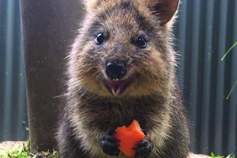 Kuranda Koala Gardens General Entry Ticket - Events Australia 5