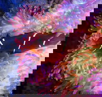 Cairns Aquarium by Twilight with 3-Course Dinner - Events Australia