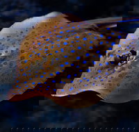 Cairns Aquarium Tour by Twilight with Drink and Appetiser - Events Australia