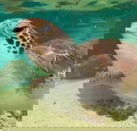 Cairns Aquarium Marine Life Encounter Ticket with 2-Course Lunch - Events Australia