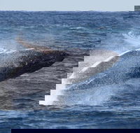 Whale Watching by Sea World Cruises