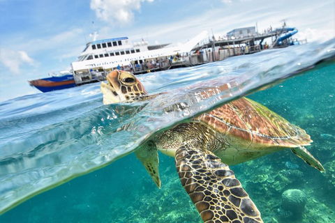 Outer Reef Pontoon Experience From Cairns - Events Australia 5