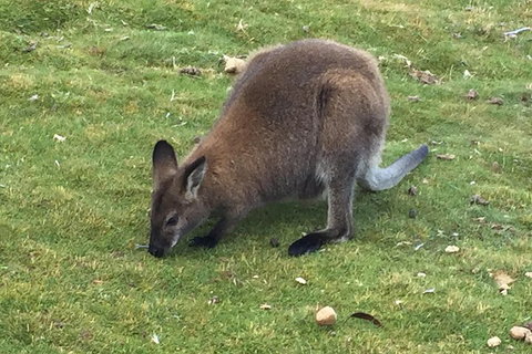 Cradle Mountain Day Tour From Launceston Including Lunch - Tourism Bookings 5