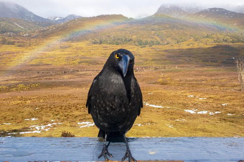 Cradle Mountain Park Explorer Guided Tour - Events Australia 2