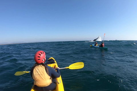 Kayaking With Dolphins In Byron Bay Guided Tour - Events Australia 3