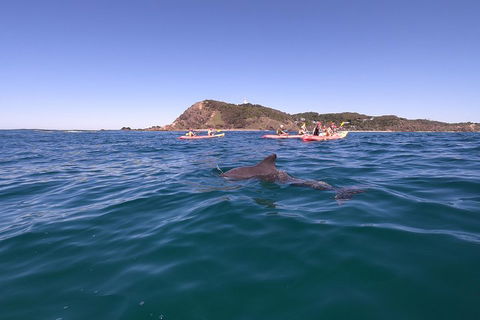 Kayaking With Dolphins In Byron Bay Guided Tour - Events Australia 5