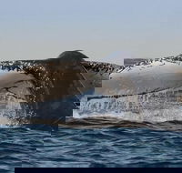 Sydney Whale-Watching Cruise Including Lunch or Breakfast - Events Australia