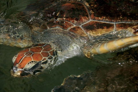 Cape Leveque 4WD Tour From Broome With Optional Return Flight - Events Australia 2