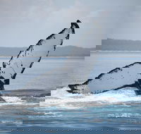 Hervey Bay Whale Watching Cruise - Events Australia