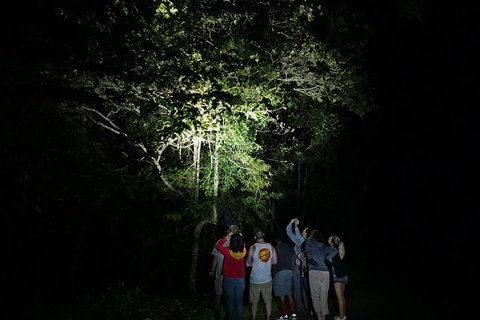 Atherton Tablelands Rain Forest By Night From Cairns - Events Australia 2