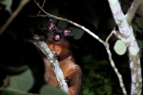 Atherton Tablelands Rain Forest By Night From Cairns - Events Australia 4