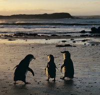 Phillip Island Penguin Parade Day Trip with Koala Conservation Reserve Visit - Tourism Bookings