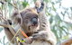 Great Ocean Road Reverse Itinerary With 12 Apostles From Melbourne - thumb 1