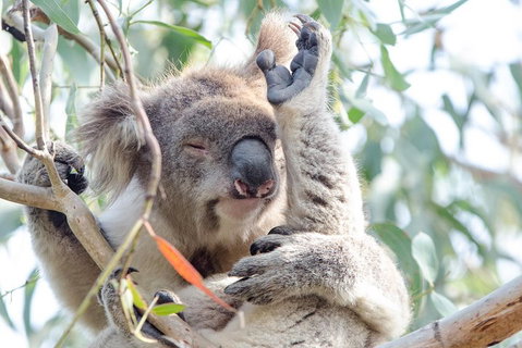 Great Ocean Road Reverse Itinerary With 12 Apostles From Melbourne - Events Australia 1