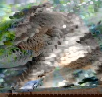 Lone Pine Koala Sanctuary Admission with Brisbane River Cruise - Events Australia