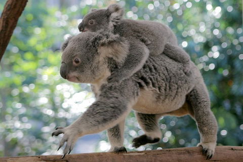 Lone Pine Koala Sanctuary Admission With Brisbane River Cruise - Events Australia 0