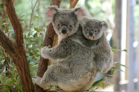 Lone Pine Koala Sanctuary Admission With Brisbane River Cruise - Events Australia 3