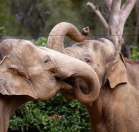 Melbourne Zoo General Entry Ticket - Tourism Bookings