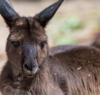Australian Wildlife Tour at Melbourne Zoo Ticket - Tourism Bookings