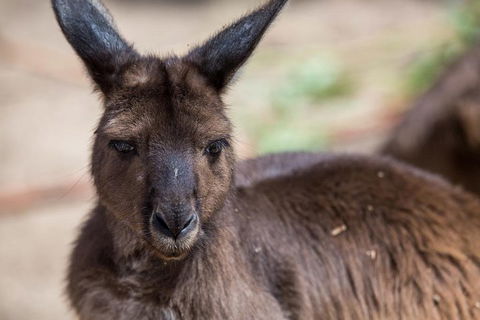 Australian Wildlife Tour At Melbourne Zoo Ticket - Events Australia 0