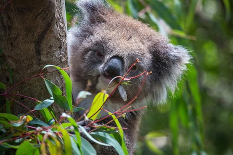 Australian Wildlife Tour At Melbourne Zoo Ticket - Events Australia 1