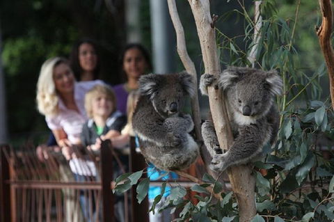 Australian Wildlife Tour At Melbourne Zoo Ticket - Events Australia 2