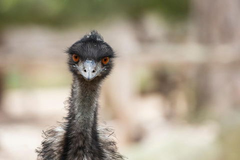 Australian Wildlife Tour At Melbourne Zoo Ticket - Events Australia 3