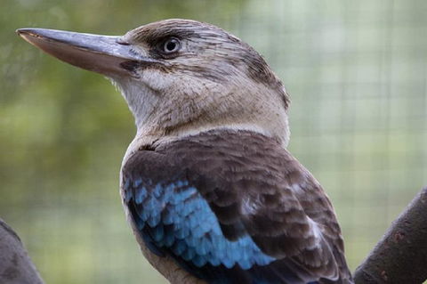 Australian Wildlife Tour At Melbourne Zoo Ticket - Events Australia 4