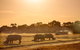 Sunset Safari At Werribee Open Range Zoo - thumb 2