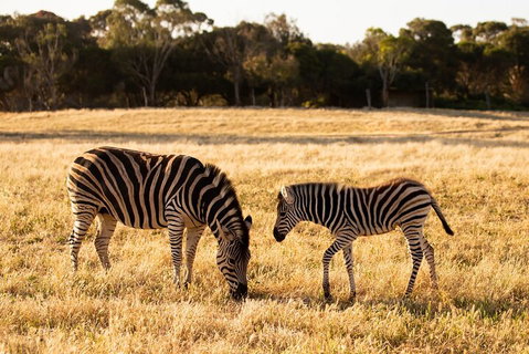 Sunset Safari At Werribee Open Range Zoo - Events Australia 3