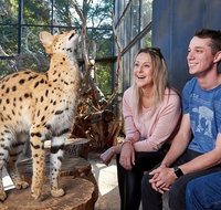 African Cat Encounter at Werribee Open Range Zoo - Tourism Bookings