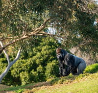 Early Morning Savannah Experience - Tourism Bookings