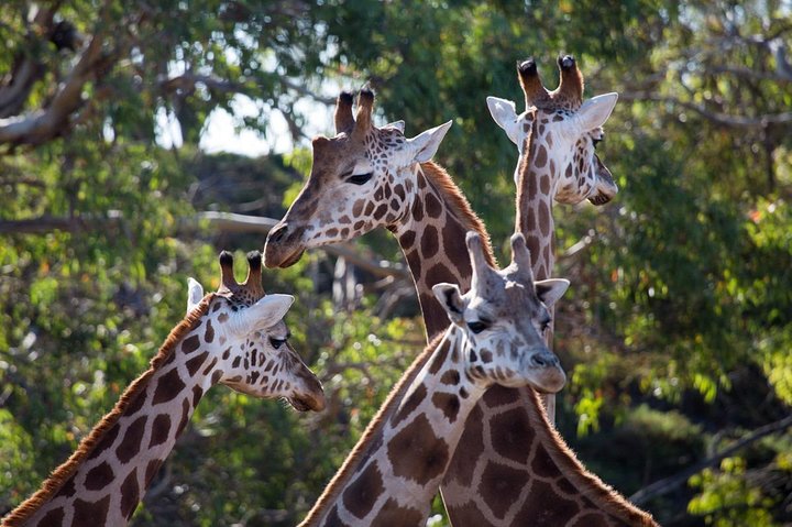 Melbourne VIC Tourism Bookings