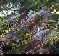 Werribee Open Range Zoo General Admission Ticket - Events Australia