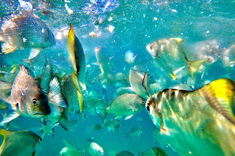 Moreton Island Day Trip (Kayak, Snorkel & Sandboard) Frm Brisbane Or Gold Coast - Events Australia 1